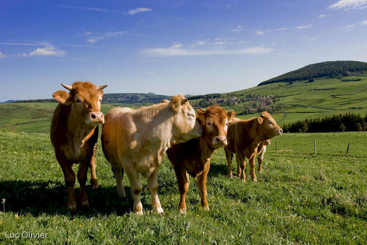 Les reines du Mézenc © Luc Olivier