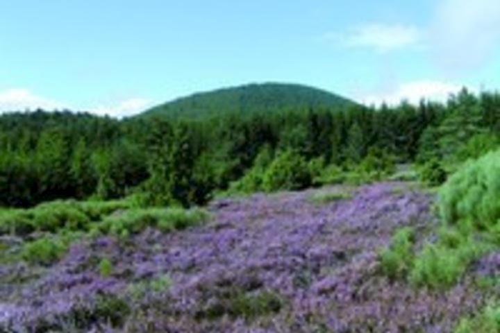 Suc de Bauzon - Chemin du Partage Suc de Bauzon - Chemin du Partage